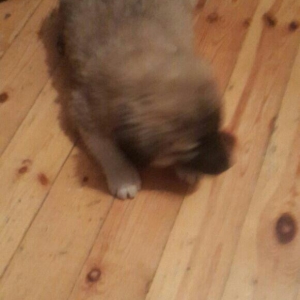 satlir cinsi kan kal erkeydi 1 aylqdi barter yoxdu fkri ciddi olanar n