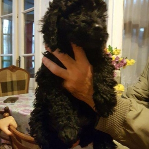 Щенок пуделя. 2 месяцы. цвет черный. хвост купирован и с прививкой.