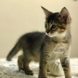 Чаузи.Два мальчика Чаузи возможно в качестве любимца и в разведение.