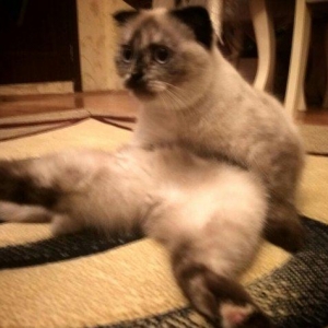 продается 9 месячная кошка,глаза хамелон,к лотку приучена,
9 aylig diw