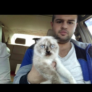 продается 9 месячная кошка,глаза хамелон,к лотку приучена,
9 aylig diw