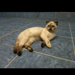 продается 9 месячная кошка,глаза хамелон,к лотку приучена,
9 aylig diw