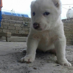 Salam temiz qan alabay balalari satilir erkek diwi