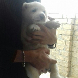 Salam temiz qan alabay balalari satilir erkek diwi var whatsappim yoxd