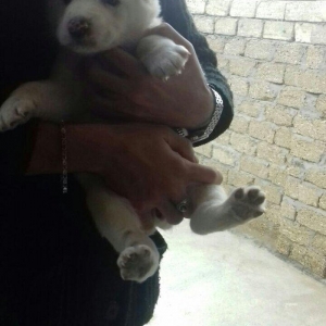 Salam temiz qan alabay balalari satilir erkek diwi var whatsappim yoxd