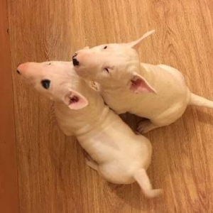 Продам двух щенят бультерь