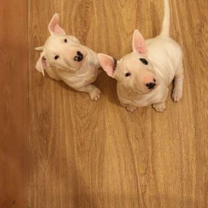 Продам двух щенят бультерьераВ продаже щенки породы бультерьера,