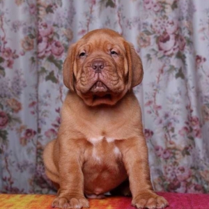 Бордоский дог Щенки с хорошей психикой , крепким здоровьем и