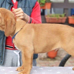 Бордоский дог Щенки с хорошей психикой , крепким здоровьем и