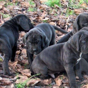 Щенки немецкого догащенки 