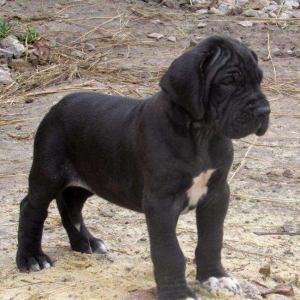 Щенки немецкого догащенки черного окраса мальчики и девочки цена на