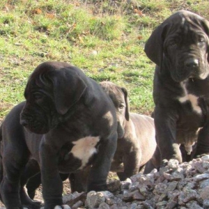 Щенки немецкого догащенки черного окраса мальчики и девочки цена на