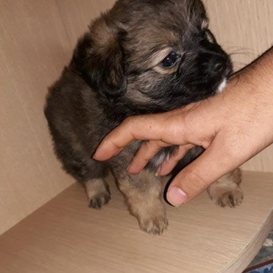 .erkeyi wpic diwisi pikinesdi . ciddi alicilar narahat etsin . elaqe 0