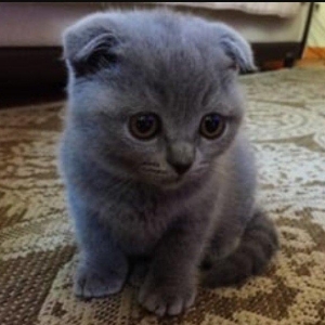 Scottish fold pişik balasının erkeyini pulsuz ya da münasib qiymete al