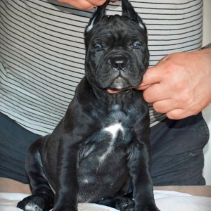 Сane-Сorso-ItalianoЩенки кане-корс