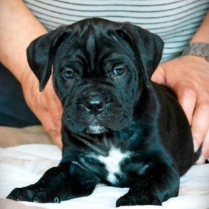 Сane-Сorso-ItalianoЩенки кане-корсо возраст 2 месяца черного и