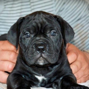 Сane-Сorso-ItalianoЩенки кане-корсо возраст 2 месяца черного и