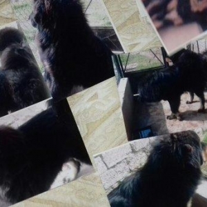 tibet massivi.1-cutdu. erkek ve diwi.1yas 3ayliqdilar. 3yawinda 100 kl