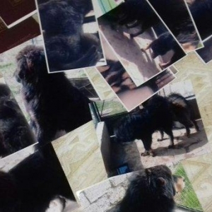 tibet massivi.1-cutdu. erkek ve diwi.1yas 3ayliqdilar. 3yawinda 100 kl