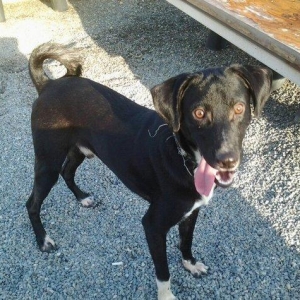 Куплю 2 ошейника и 2 поводка 