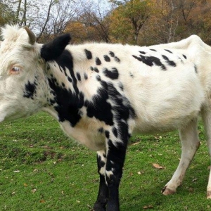 Etlik sudluk cinsinden olan dogan inek satilir. 1
 qarin dogub. Ehtiyy