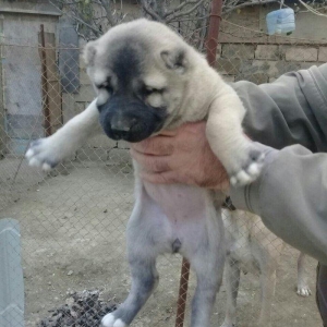 sivas kankali diwdi satlir barter yoxdu fikri  ciddi olanlar zeng etsi