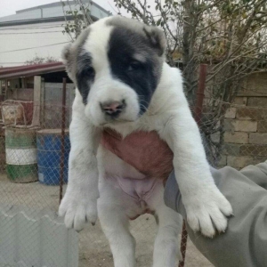 satlir malkli kankaldi diwdi barter yoxdu rial alc