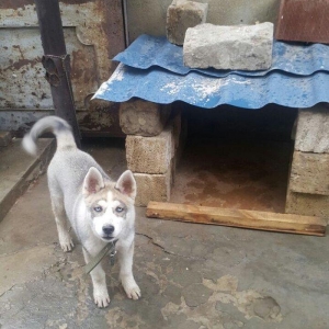 6aylix haski erkeydi. Iwimle bagli baxa bilmediyim ucun satiram. Bow y