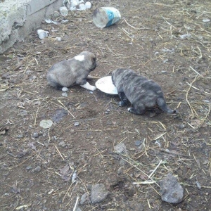 ciddi fikiri olmayannar zeng edib mazqimi xarab etmesin dagistan sortu