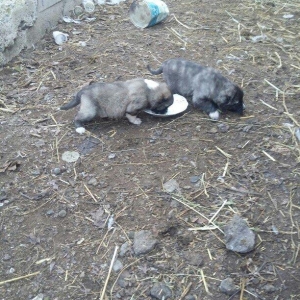 ciddi fikiri olmayannar zeng edib mazqimi xarab etmesin dagistan sortu