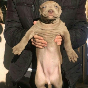 temuz pitbul balaları satılır dişiler qalıb 200 azın aşşağı yeriyoxdu