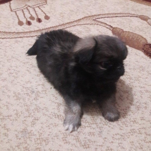 Cox gozel itdi saxlaya bilmirem iwimle duz gelmir qiymetide coox ucuz