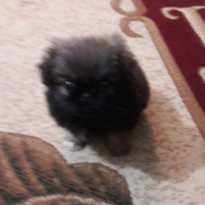 Cox gozel itdi saxlaya bilmirem iwimle duz gelmir qiymetide coox ucuz