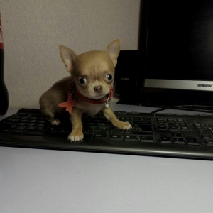 2 Ayliq cixuaxua balalari. Ag qara Kofe ve dum ag renglerde.