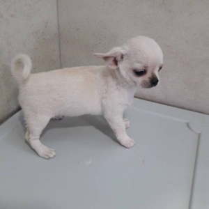 2 Ayliq cixuaxua balalari. Ag qara Kofe ve dum ag renglerde.