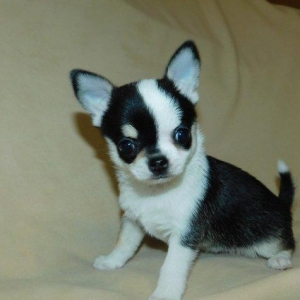 2 Ayliq cixuaxua balalari. Ag qara Kofe ve dum ag renglerde.