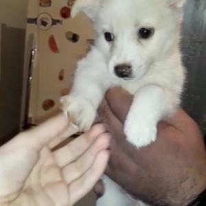 Мальтийская балонка iti satıram