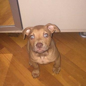 Pitbull balasidi Grafla Lusi Balasi du super baladi 1 ay 26 gunlukdu