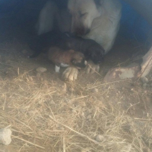 Anasi qanqal atasi coban iti satilir kucukleri biri 150manat