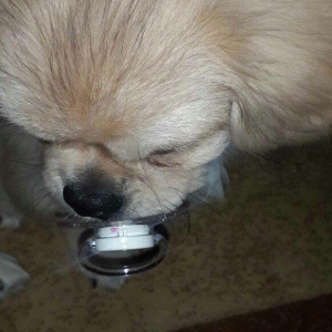 Karlik pikines 4 aylikdi peyvendleri vurulub pasportu var 350m.xahiw e