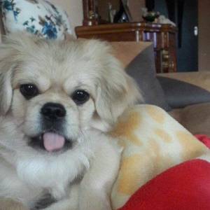 Karlik pikines 4 aylikdi peyvendleri vurulub pasportu var 350m.xahiw e