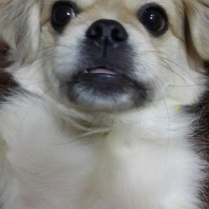 Karlik pikines 4 aylikdi peyvendleri vurulub pasportu var 350m.xahiw e