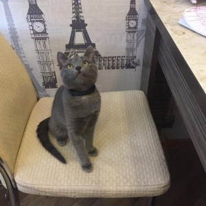 satilir ev pishiyi paroda 50 azn ustunde yemek qabisi ve lotok