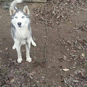 Husky İTİ SATİLİR bu nomreye zeng edin yalniz