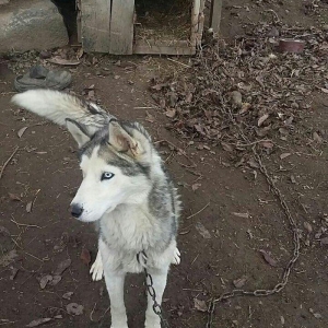 Husky İTİ SATİLİR bu nomreye zeng edin yalniz