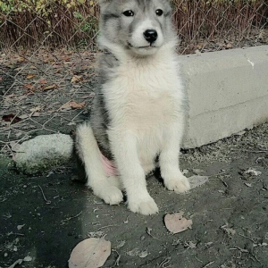 satitam temiz gan laika balasi .erkeydi.