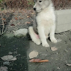 satitam temiz gan laika balasi .erkeydi.