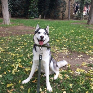Продается собака породы хаски в связи с вынужденным переездом! Только