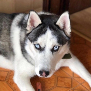 Продается собака породы хаски в связи с вынужденным переездом! Только