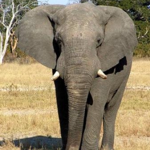 Hindistannan fil